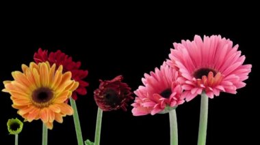 Büyüyen ve turuncu, kırmızı ve pembe gerbera çiçekleri 1a2 siyah arka plan üzerinde izole açma hızlandırılmış