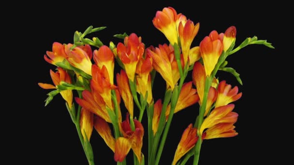 Poklatkowy Umierającego Pomarańczowego Frezji Kwiat 4C3 Formacie Rgb Alpha Matte — Wideo stockowe