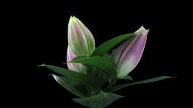 Siyah arka plan üzerinde izole pembe zambak 3a2 büyüyen, açma ve döndürme zaman atlamalı