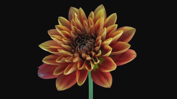 Zeitraffer Des Wachsens Und Öffnens Der Orangefarbenen Dahlie Asteraceae Blüte — Stockvideo