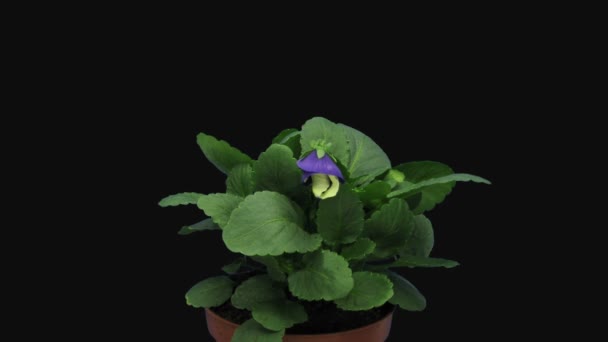 Time Lapse Abertura Branco Roxo Pansy Flor Viola Tricolor 1D3 — Vídeo de Stock