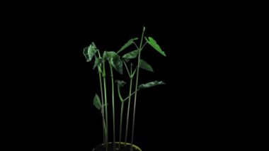Büyüyen fasulye sebze 6a2 siyah arka plan üzerinde izole zaman atlamalı
