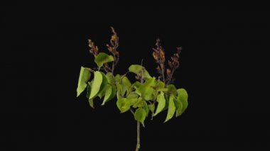 Kuruyan Leylak zaman atlamalı rgb + Alpha mat formatında siyah arka plan izole şube 5a3 yaprakları