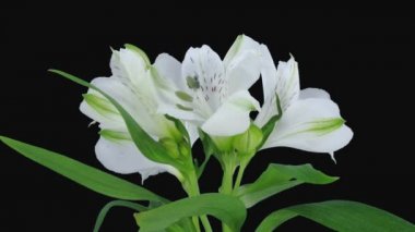 Siyah arka plan üzerinde izole Rgb + Alpha mat formatında büyüyen, açılış ve dönen beyaz Peru lily 2b3 zaman atlamalı