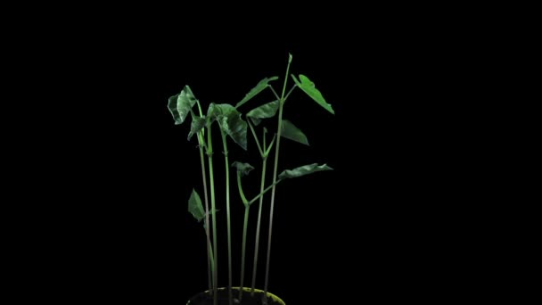 Time Lapse Growing Beans Vegetables 6A2 Isolated Black Background — Stock Video