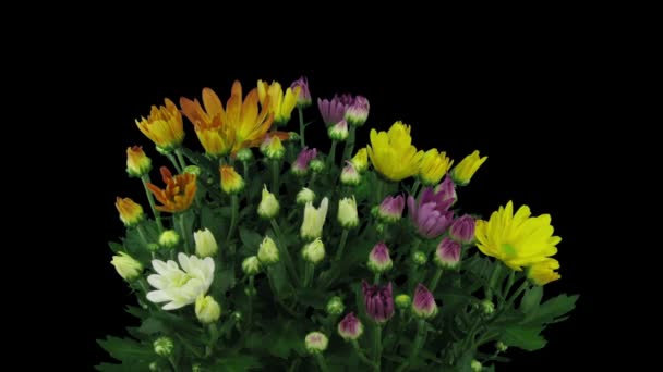 Перемикач Часу Відкриття Різнокольорових Бутонів Квітів Хризантем 1A2 Ізольовано Чорному — стокове відео