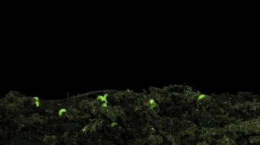 Siyah arka plan üzerinde izole salatalık 1b2 büyüyen zaman atlamalı