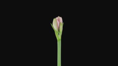 Siyah arka plan üzerinde izole Allık Gelin amaryllis 2a2 açılış hızlandırılmış