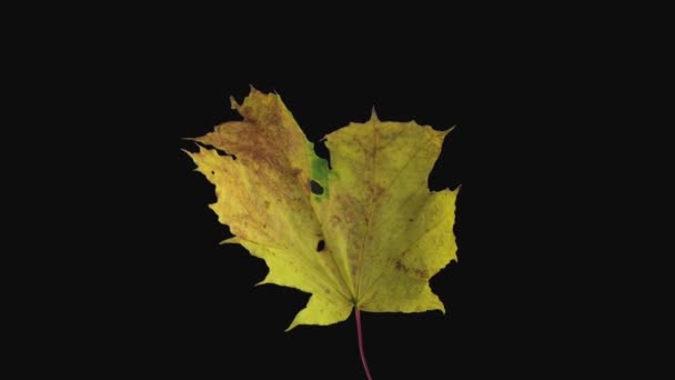 Time Lapse Drying Yellow Maple Leaf 6C2 Isolated Black Background — Stock Video