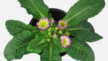 Açılış mor-sarı Primula çiçek zaman atlamalı (Primulaceae veya Primula vulgaris) 2b2w beyaz arka plan üzerinde izole
