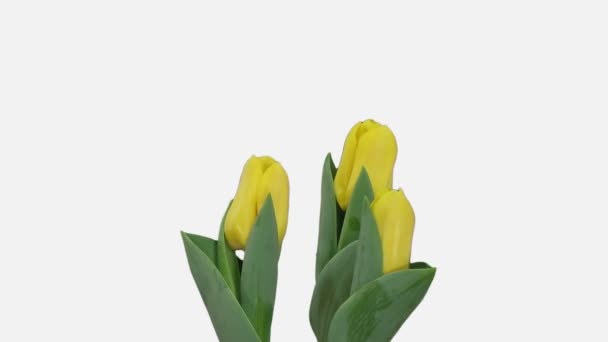 Časová Prodleva Při Pěstování Otvírání Žlutých Tulipány 10A2W Izolované Bílém — Stock video