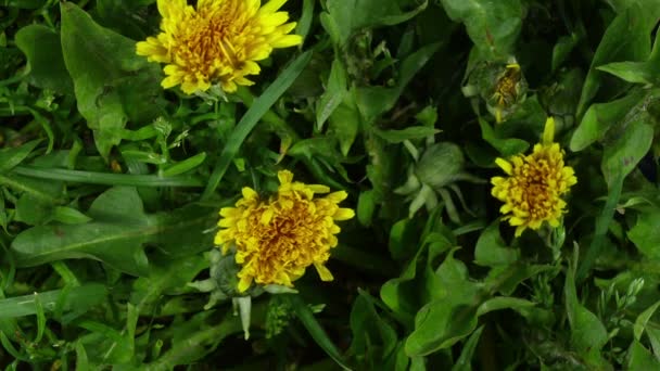 Açılış Çiçek Açan Karahindiba Tomurcukları 15X1 Hızlandırılmış — Stok video