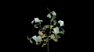 Siyah arka plan üzerinde izole Çalı yaprağı 8a2 kurutma zaman atlamalı