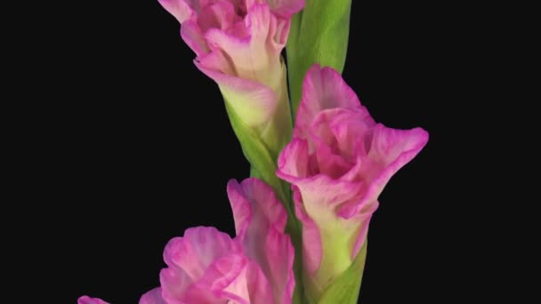 Rgb アルファマット形式でピンクのグラディオラス花5D3を開く時間経過は 黒の背景に隔離 — ストック動画