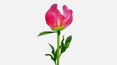 Açık mercan şakayığının (Paeonia) zaman aşımı beyaz zemin üzerinde 3c2w izole
