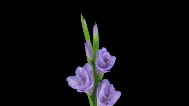 Time Lapse Opening Purple Gladiolus Flower 3A3 Rgb Alpha Matte — Stock Video