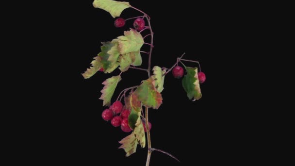 Zeitraffer Des Trocknens Von Weißdornblättern Und Roten Beeren 3B2 Isoliert — Stockvideo