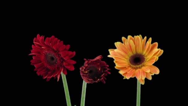 黒の背景に隔離されたオレンジと赤のガーベラの花1 2の成長と開花の時間経過 — ストック動画