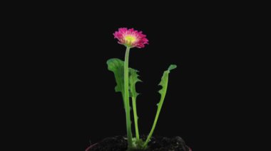 Pembe Gerbera 'nın zaman aşımı 6d2 siyah arkaplanda izole