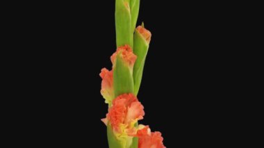 Turuncu ve sarı gladiolus büyükelçiliğinin zaman aşımı. Siyah arka planda 2 / 2 izole çiçek.