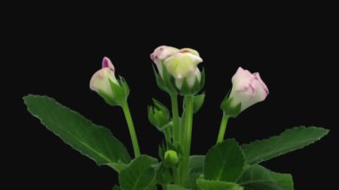 Çiçek açan beyaz, pembe gloksinya çiçeğinin hızlandırılması. Siyah arka planda izole edilmiş 1e2.