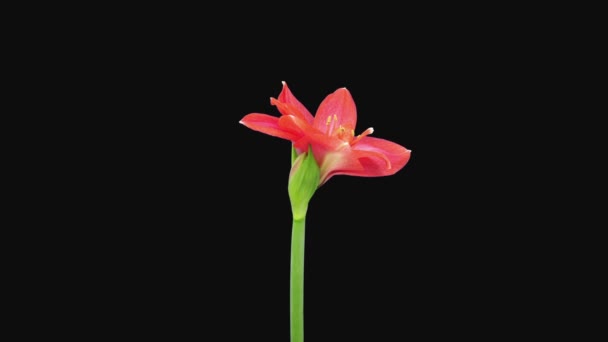 Time Lapse Opening Red Rival Amaryllis Flower 1C3 Rgb Alpha — Αρχείο Βίντεο