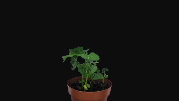 Временной Промежуток Выращивания Семян Фасоли Phaseolus Vulgaris 1E3 Формате Rgb — стоковое видео