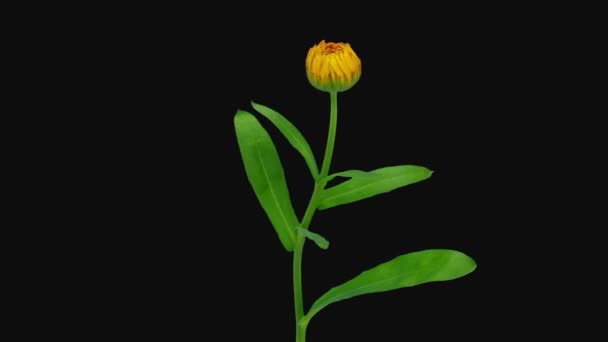 Nyílás Időpontja Narancssárga Calendula Virág 1B2 Izolált Fekete Alapon — Stock videók