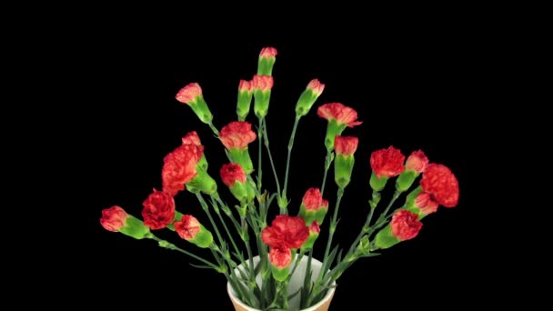 Felnyitás Ideje Piros Dianthus Virág 2X2 Elszigetelt Fekete Háttér — Stock videók