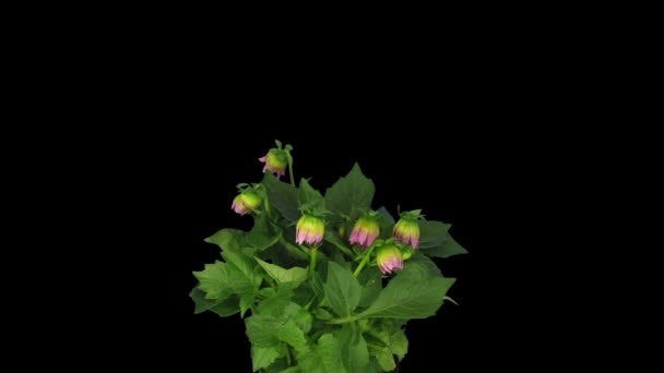 Zeitraffer Des Wachsens Und Öffnens Der Rosa Dahlienblüte Asteraceae 10A2 — Stockvideo