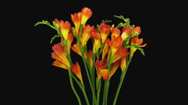 Χρονικό Όριο Του Ετοιμοθάνατου Πορτοκαλιού Φρέζια Λουλούδι 4B2 Απομονωμένο Μαύρο — Αρχείο Βίντεο