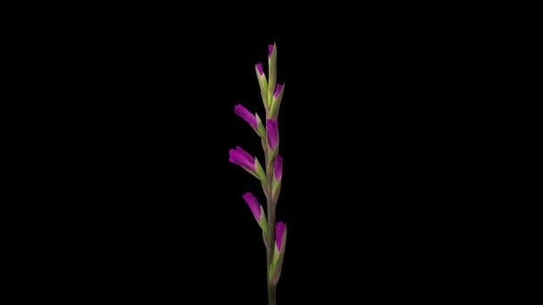 Tempo Lapso Abertura Rosa Gladiolus Flor 2A2 Isolado Fundo Preto — Vídeo de Stock