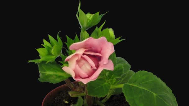 Time Lapse Flor Rosa Gloxinia 5F3 Formato Matte Rgb Alpha — Vídeo de Stock