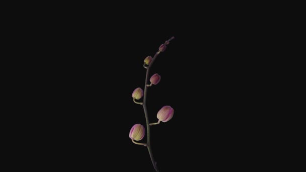Перетин Часу Відкриття Яко Рожевої Орхідеї Phalaenopsis 1A2 Ізольовано Чорному — стокове відео