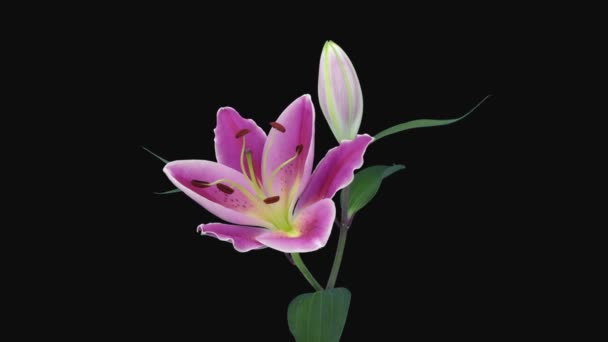 2つのピンクと白のユリの花を開く時間の経過13D2は黒の背景に隔離された — ストック動画