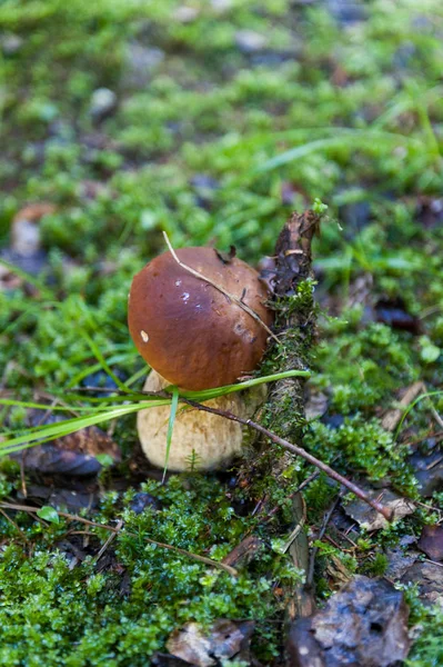 Borowiki Lesie Jesienią — Zdjęcie stockowe