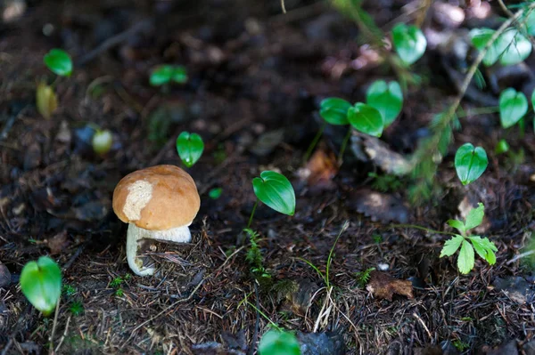 Hříbky Lese Podzim — Stock fotografie