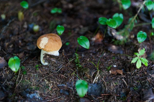 Hříbky Lese Podzim — Stock fotografie