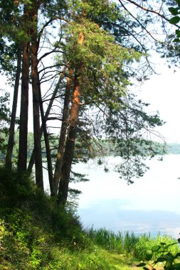 nehir bir harika yaz gününde ağaçları ile.