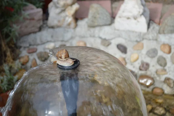 달팽이는 물에서 즐기고 스프링클러 꼭대기에 기둥을 올라갔다 — 스톡 사진