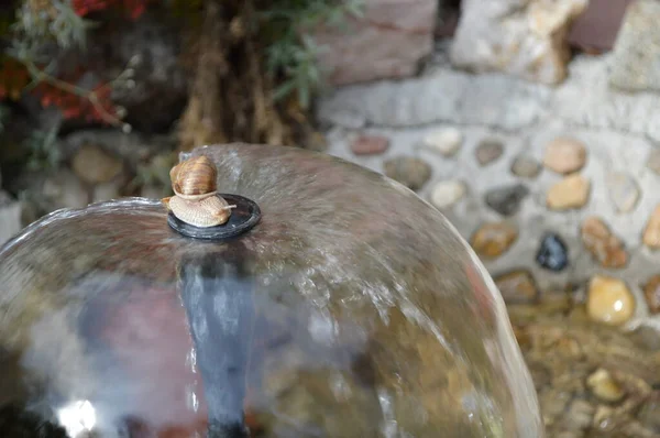 在温暖的阳光明媚的日子里 花园里的蜗牛爬上了喷头顶部喷泉上的柱子 享受着冰冷的水 — 图库照片