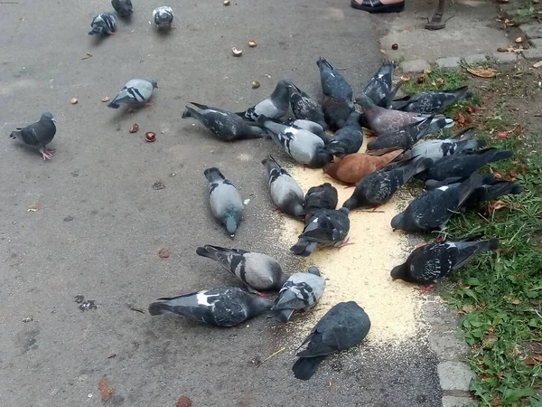 Flock Hungry Pigeons Feeds Park — Stock Photo, Image