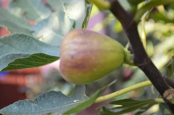 Vijgenboom Een Boom Opname Close — Stockfoto