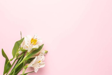 Telif alanı üst görünümü olan pembe arkaplanda beyaz çiçek Alstroemeria