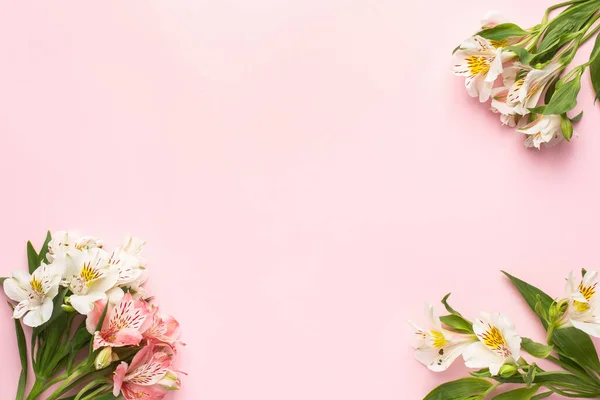 White and pink flowers Alstroemeria on a pink background with copyspace top view