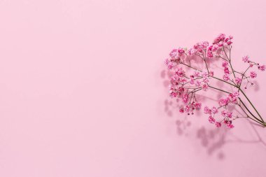 Pastel arka planda, telif uzayı üst görüşlü pembe Gypthe çiçeği