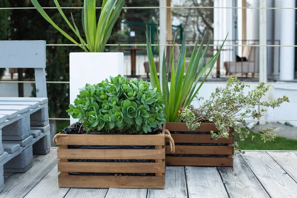 Plantes Vertes Dans Des Boîtes Bois Extérieur Dans Café Vue — Photo