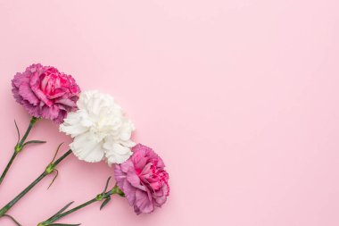 Pembe arka plan görünümlü mor ve beyaz karanfil çiçeği