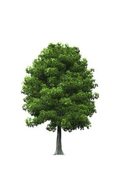 Beyaz arka plan üzerinde ağaç üstten görünüm