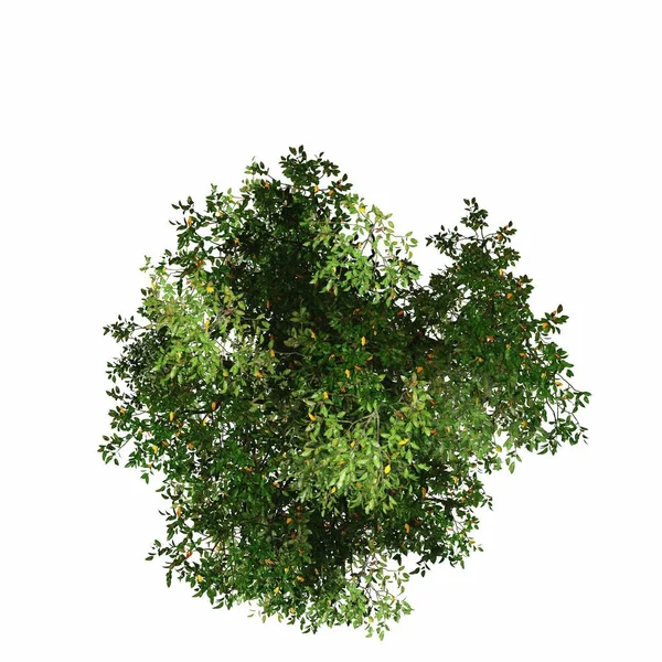 白い背景の上のツリー トップ ビュー — ストック写真